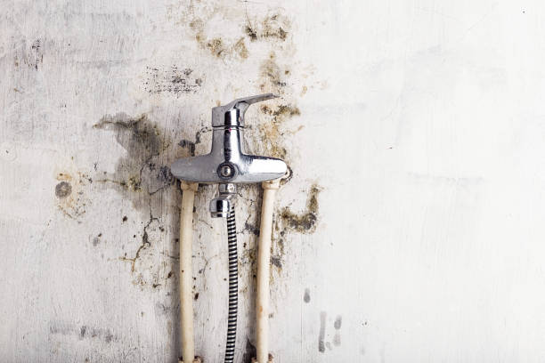Best Toxic Mold Removal  in Espy, PA