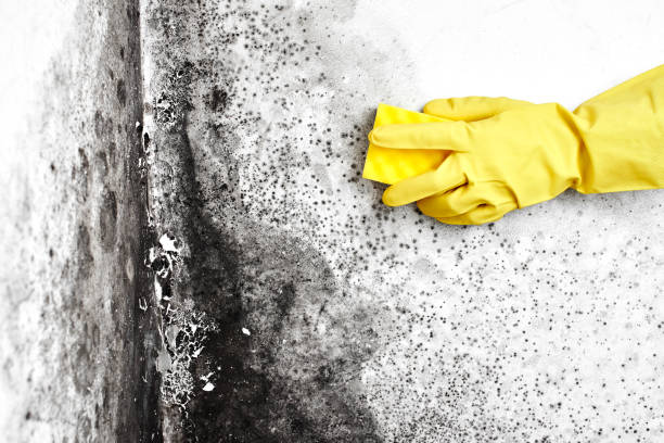 Best Fast Mold Removal  in Espy, PA