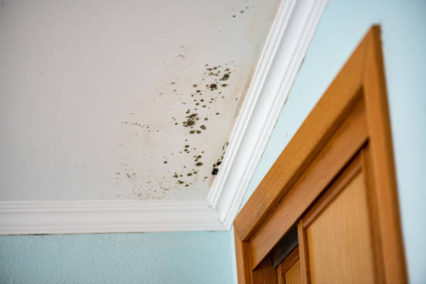 Best Mold Testing  in Espy, PA