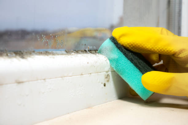 Best Office Mold Removal Services  in Espy, PA
