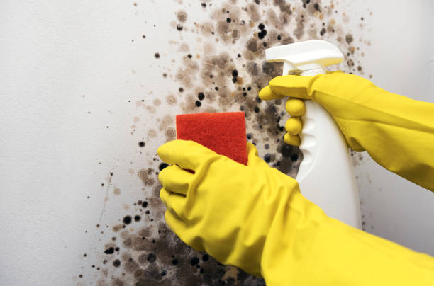 Best Mold Inspection  in Espy, PA
